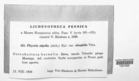 Physcia aipolia image